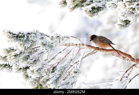 Taigagaai zittend op een besneeuwde boom; Siberian Jay arroccato su una coperta di neve tree Foto Stock