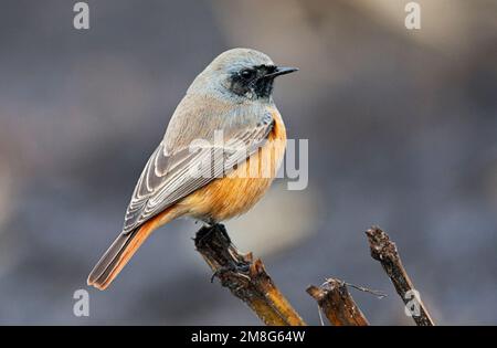 Oosterse Zwarte Roodstaart, Orientale codirosso spazzacamino, Phoenicurus ochruros phoenicuroides Foto Stock