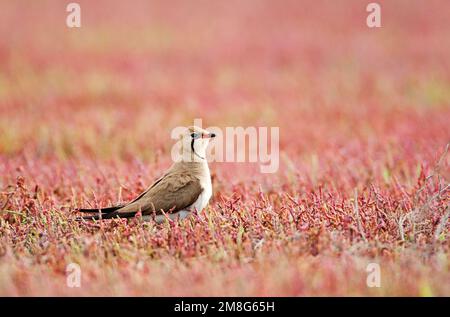 Adulto Collared Pratincole (Glareola Pratincola) in piedi sul terreno a Romenia. Habitat di allevamento. Foto Stock