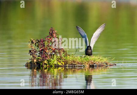 Zwarte Stern zittend op nestvlotje; Black Tern seduta sul nido artificiale Foto Stock