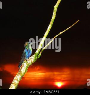 Paarskroonbosnimf zittend nel braccio bij El Dorado lodge; viola-incoronato Woodnymph arroccato su albero a El Dorado lodge Foto Stock