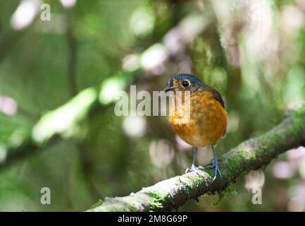 Grijskapdwergmierpitta, ardesia-incoronato Antpitta, Grallaricula nana Foto Stock