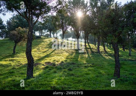 Lampi di sole tra i rami di pini in una foresta mediterranea in Spagna. Foto Stock
