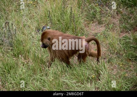 Scimmia del Papione guineano che cammina sull'erba. Scimmia, solitaria, senza pilota, verde Foto Stock