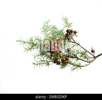 ramo di ginepro con frutta su sfondo bianco isolato Foto Stock