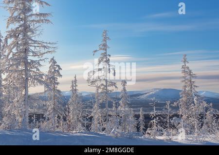 Paesaggio invernale serale con alberi ricoperti di brina sullo sfondo delle colline nella Yakutia meridionale, Russia Foto Stock