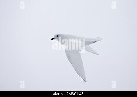 Neve minore Petrel battenti; Sneeuwstormvogel vliegend Foto Stock