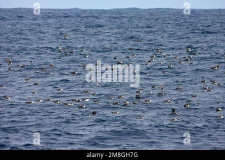 Grote Pijlstormvogel op volle zee; grande Shearwater fuori in mare Foto Stock