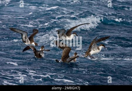 Grote Pijlstormvogel op volle zee; grande Shearwater fuori in mare Foto Stock