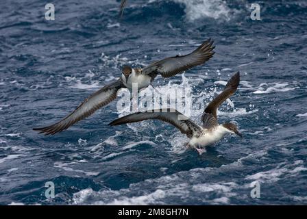 Grote Pijlstormvogel op volle zee; grande Shearwater fuori in mare Foto Stock