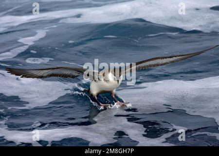 Grote Pijlstormvogel op volle zee; grande Shearwater fuori in mare Foto Stock