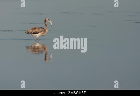 Immaturo fenicottero maggiore (Phoenicopterus roseus) foraggio su una piscina sulla spiaggia di Tarifa, Spagna Foto Stock