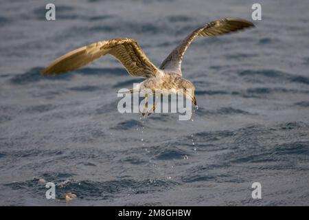 Atlantic giallo-zampe, Gabbiano Atlantische Geelpootmeeuw Foto Stock