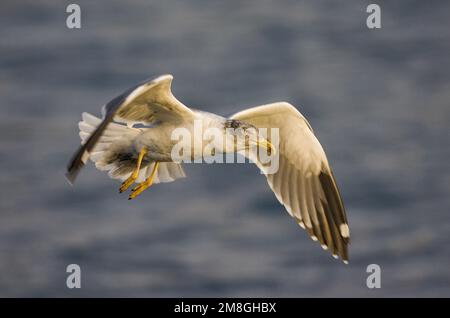 Atlantic giallo-zampe, Gabbiano Atlantische Geelpootmeeuw Foto Stock