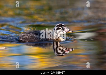 Fuut, Svasso maggiore, Podiceps cristatus Foto Stock