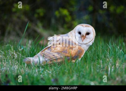 Kerkuil incontrato prooi; Barbagianni con la preda Foto Stock