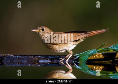 Nachtegaal staand bij de waterkant; Comune Usignolo permanente al bordo dell'acqua Foto Stock