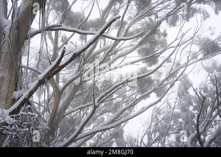 Alberi ricoperti di neve a Mt Donna Buang, Victoria, Australia Foto Stock