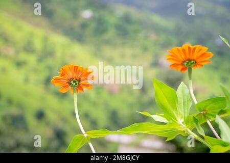 Un primo piano di due fiori di Marigold arancione e le loro foglie in un giardino in una giornata di sole Foto Stock