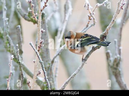 Mannetje Vink in de winter; maschio fringuello comune in inverno Foto Stock