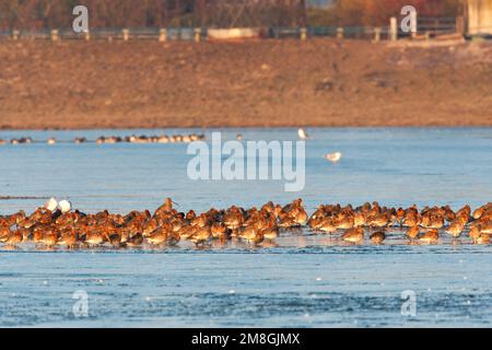 Groep Grutto's rustend op het Landje van Geijsel; Gregge di nero-tailed Godwit appoggiata in olandese prato Foto Stock