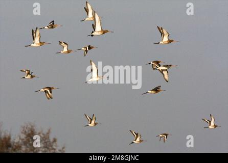 Groep Grutto in de vlucht; Gregge di nero-tailed Godwit in volo Foto Stock