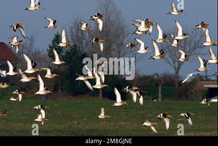 Groep Grutto in de vlucht in Hollands landschap; Gregge di nero-tailed Godwit in volo nel paesaggio Olandese Foto Stock