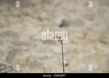 Primo piano di una libellula skimmer rossa, Grecia Foto Stock
