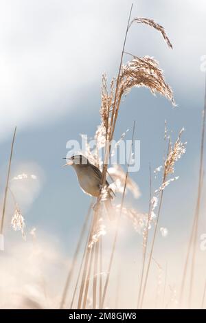 Rietzanger zingend in rietstengel; Sedge Trillo cantando da reed stelo Foto Stock