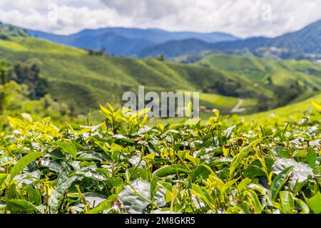 La piantagione di tè BOH a Brinchang, Cameron Highlands, Malesia Foto Stock