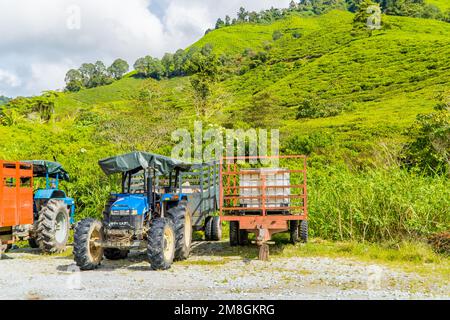 La piantagione di tè BOH a Brinchang, Cameron Highlands, Malesia Foto Stock