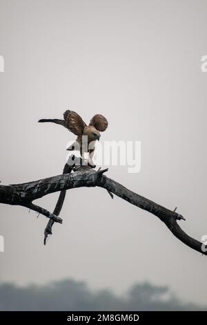 Un arriero di palude eurasiatica con pesce seduto su un ramo su un albero al Bhigwan Bird Sanctuary in India Foto Stock