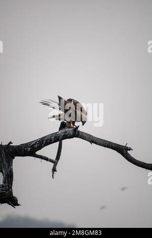 Un arriero di palude eurasiatica con pesce seduto su un ramo su un albero al Bhigwan Bird Sanctuary in India Foto Stock