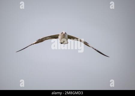 Un gabbiano dalla testa nera che vola contro un cielo blu chiaro sullo sfondo del Bhigwan Bird Sanctuary in India Foto Stock