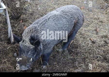 Un primo piano di un cinghiale con un mantello grigio in un recinto per animali selvatici Foto Stock
