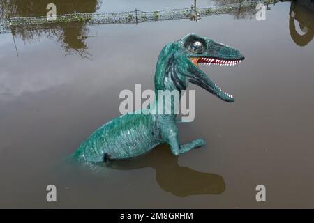 Stourport su Severn, Worcestershire, 14 gennaio 2023 - Una zona fieristica è stata tagliata dall'innalzamento dell'acqua inondazione dopo che il fiume Severn ha fatto esplodere le sue rive a Stourport su Severn. È stato avvistato anche un dinosauro a grandezza naturale che stava solo riuscendo a mantenersi sopra l'acqua, mentre i livelli del fiume hanno completamente allagato il campo da minigolf Playland nel Riverside Meadows Park. Il dinosauro, chiamato Dennis, è usato dalla gente del posto per controllare l'altezza delle inondazioni in aumento. Negli ultimi 3 anni ha raggiunto il livello "mento". Credito: Interrompi stampa Media/Alamy Live News Foto Stock