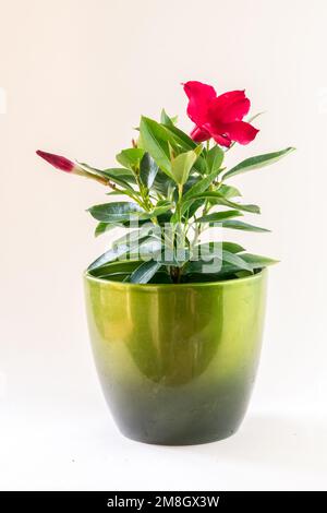 fiore di mandevilla rossa in vaso di fiori, sfondo bianco, isolato Foto Stock