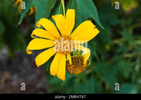 Girasole messicano (Tithonia diversifolia), primo piano con foglie verdi sullo sfondo Foto Stock