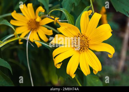 Girasoli messicani (Tithonia diversifolia), primo piano con foglie verdi sullo sfondo Foto Stock