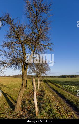 Leuthen, Germania. 14th Jan, 2023. Pali e alberi di legno delimitano un paddock di cavalli a Leuthen, nel distretto Sprea-Neisse di Brandeburgo, da un sentiero e da un campo. Credit: Frank Hammerschmidt/dpa/Alamy Live News Foto Stock