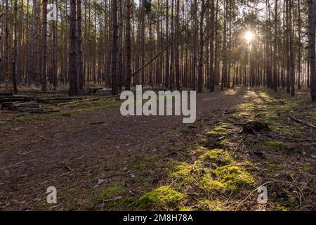 Leuthen, Germania. 14th Jan, 2023. Il sole splende tra i pini in una foresta di Leuthen, nel distretto di Spree-Neiße, nel Brandeburgo. Nel Brandeburgo, il 70 per cento delle aree boschive è costituito da foreste di pini. Credit: Frank Hammerschmidt/dpa/Alamy Live News Foto Stock