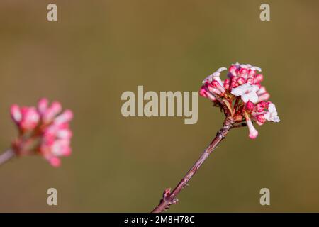 Leuthen, Germania. 14th Jan, 2023. Una palla di neve invernale (Viburnum x bodnantense) mostra i suoi fiori rosa-bianchi in un giardino a Leuthen, nel quartiere Spree-Neisse di Brandeburgo. Il periodo di fioritura principale è marzo/aprile, ma occasionalmente l'arbusto mostra i suoi primi fiori già a novembre. Credit: Frank Hammerschmidt/dpa/Alamy Live News Foto Stock