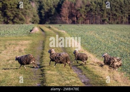 Leuthen, Germania. 14th Jan, 2023. Le pecore sono scappate dal loro recinto a Leuthen, nel distretto di Spree-Neisse, nel Brandeburgo, e corrono attraverso un sentiero tra due campi. Credit: Frank Hammerschmidt/dpa/Alamy Live News Foto Stock