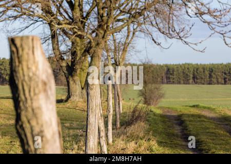 Leuthen, Germania. 14th Jan, 2023. Pali di legno delimitano un paddock di cavalli a Leuthen, nel distretto Sprea-Neiße di Brandeburgo, da un sentiero e da un campo. Credit: Frank Hammerschmidt/dpa/Alamy Live News Foto Stock