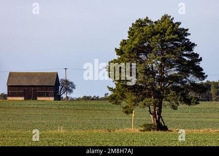 Leuthen, Germania. 14th Jan, 2023. Un pino e un fienile si trovano in prossimità di un campo di Leuthen, nel distretto di Spree-Neisse, nel Brandeburgo. Credit: Frank Hammerschmidt/dpa/Alamy Live News Foto Stock