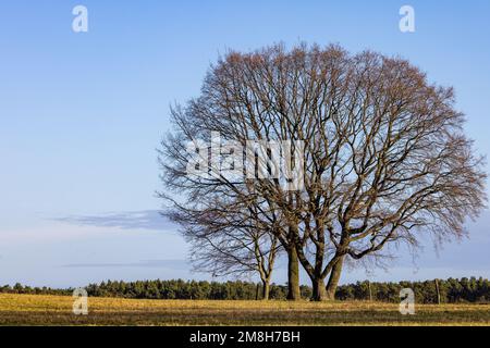 Leuthen, Germania. 14th Jan, 2023. Gli alberi di quercia si trovano al sole di un paddock di cavalli a Leuthen, nel distretto di Spree-Neisse, nel Brandeburgo. Credit: Frank Hammerschmidt/dpa/Alamy Live News Foto Stock