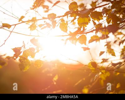 Betulla con ultime foglie. Autunno sfondo. Tramonto arancione nella stagione autunnale. Foto Stock