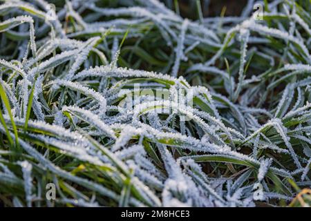 Ghiacciato e congelato lascia erba con cristalli di ghiaccio prominenti esposti in inverno, Germania Foto Stock