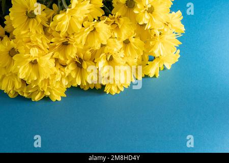 Fiori gialli di crisantemo. Primo piano dei fiori. Fiori floreali su sfondo blu. Spazio di copia. Foto Stock