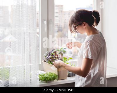 Donna sta annaffiare piante e microgreens sul windowsill. Coltivazione di basilico organico commestibile, rucola, microgredo di cavolo per una sana alimentazione. Garde Foto Stock